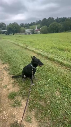 Hali working on commands! She’s available for adoption through MAGSR.org! #sitstay #magsr #germanshepherd #rescuedogsrock #masondixonk9 #mdk9training #localdogtrainer #marylanddogtrainer #balancedtrainer | Mason Dixon K9