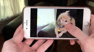 The iPhone 7 Plus portrait mode is super easy to use and produces some pretty cool results for blurring the background of your photos. What do you think? | Smartphone Marketing School