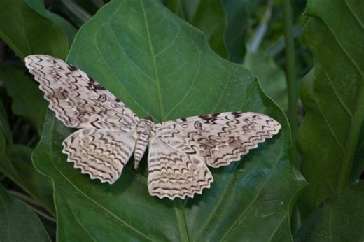 The White Witch Moth has the longest wingspan of any other moth or butterfly species, up to 12 inches! This moth can be found from as far north as Texas down through South America. In many cultures seeing one of these moths is considered a good Omen. . Shop TheButterflyBabe.com or via the link in my bio . All the species that I use are collected from sanctuaries and breeders across the US, who educate people about the importance of insects to our world, after they have passed away. . Photo: @But