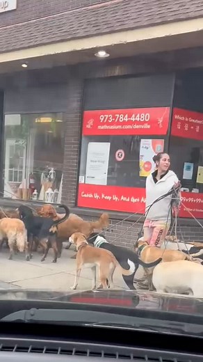 Downtown Denville has gone to the dogs, specifically the @mindofdog crew who were out enjoying the gorgeous weather yesterday. 😍 | Denville Guide by Walker's Realty