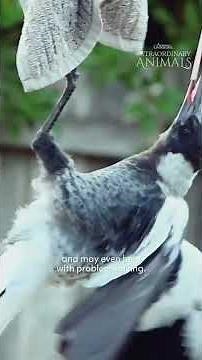 Magpies love to play!