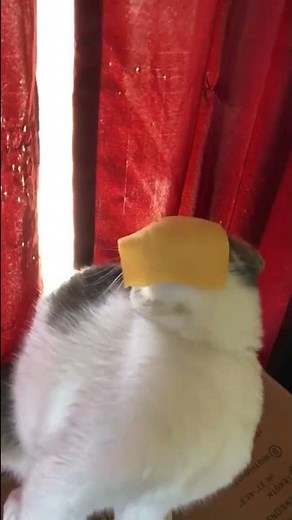 Gets Cheese Thrown in His Face and Licks It #Shorts