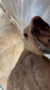 bug-free tysm | Useless Farm