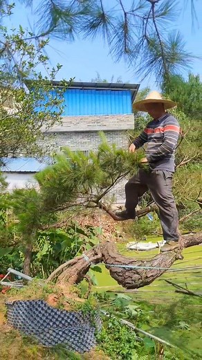 5.3K views · 85 reactions | Cắt tỉa một tác phẩm thông đẹp #thông #thôngcanh #thôngbonsai #thongcanhchilinh #caycanh #xuhuong | Thông Cảnh Chí Linh | Facebook