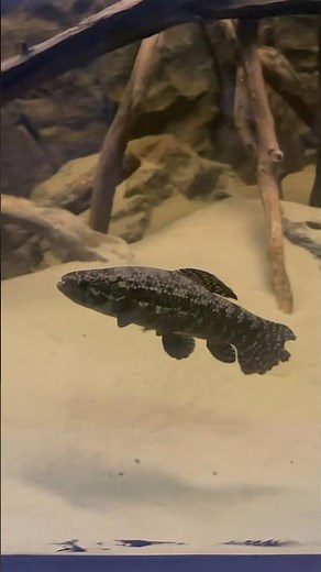 Black Wolf Fish 🔥 Hoplias Curupira in 2000 gallon community tank #wolffish