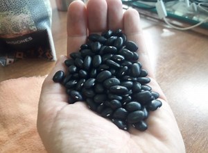 INTA desarrolló una nueva variedad de poroto negro