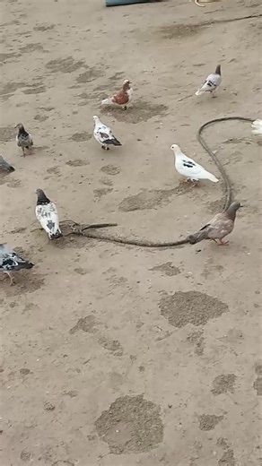 imranustad96 on TikTok