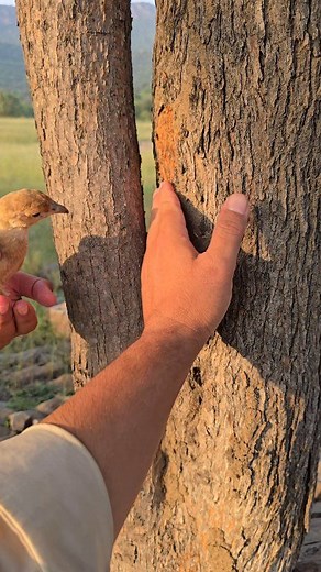 . Termite Time! Grey Partridge on a Tree Snack Mission | #shorts #birdslover #pets #nature #termites #wildlife | Birds Lover