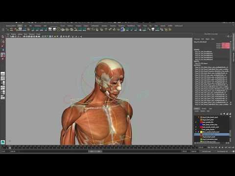 Complete Rigged 3D Model [hands, feet, muscles, skeleton, skin, internal anatomy]