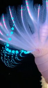 _____Chaetopterus_variopedatus__Glowing_Tube_Worm_ | Breaking Buzz