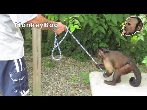 Capuchin Monkey Training & Playing