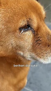 Manusia hebat yang sesungguhnya | Kan Snails