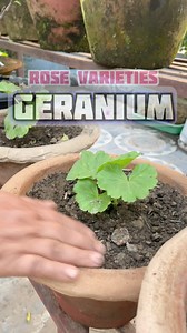 90K views · 2.8K reactions | Rose Varieties Geraniums #fblifestyle #Reels #Trending #Viral #highlights #everyone #everyonehighlightsfollowers #flowerlovers #foryoupage #viralreels #viralflower #gardening #gardeningtips #gardeninspiration #flowershop #flowers | Pabitra Garden | Facebook