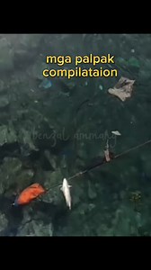 1.2K views · 34 reactions | palpak compilation #benzalammang #palpak | Benzal Ammang | Facebook