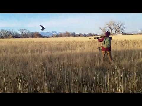 Pudelpointer - First Pheasant Hunt