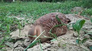 teetar ki ladai teetar ke bacche ki awaaz teetar awaz teetar ke bacche teetar bird teetar ki awaaz teetar ka shikar teetar voice teetar ki boli | Birds World Point
