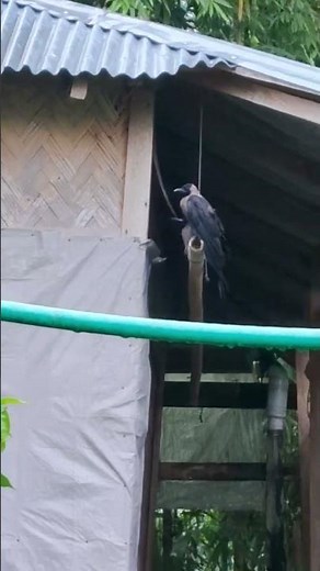 Crow Singing in the Rain | Relaxing Nature Sounds #CrowRain