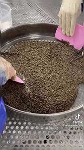 2K views | Harvesting Beluga Caviar Farm Supper Expensive | Bombo Marley | Facebook