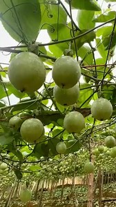 20K views · 591 reactions | Any #passion #fruit #lovers here? #Hainan #TropicalFruit | Hainan Touch | Facebook