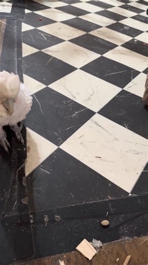 Today's adventure featured Boo's encounter with a mysterious squeaky horn! 🎺🐦 His fascination was off the charts as he tried, time and time again, to master the art of the squeak. Alas, opposable thumbs are required—something Boo adorably lacks. His determination and the way he tossed it back to me for more squeaks is what joy looks like. 🌈 Though our playtime had to end sooner than we'd like (dinner's calling and my back’s reminding me I’m not as young as I used to be), these moments are wha