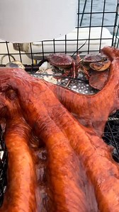 202_Giant Octopus Gently Released friendliestcatch #octopus #fyp #crab #crabs #oceanlife #ocean#fyp #foryou #viral #trending #reels | Matt Rockhold