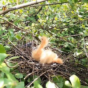 Black bittern Birds Little birds in a beautiful nest (EP18) Beautiful Black bittern Birds | Review Bird Nest