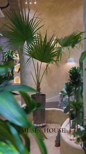 🌿 Bring Home the Elegance of Livistona Chinensis! 🌿 Transform your space with the graceful, fan-shaped leaves of the Livistona Chinensis – a statement plant that exudes tropical charm and tranquility. ✨ Why Choose Livistona Chinensis? ✔️ Timeless Beauty – Adds a touch of elegance to any interior. ✔️ Air-Purifying – Enhances air quality for a fresher environment. ✔️ Symbol of Prosperity – It represents wealth and positive energy. ✔️ Low Maintenance – Thrives with minimal care, making it perfect