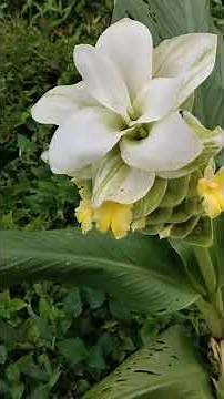 जगली हल्दी