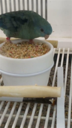 Lineolated Parakeet Feeding In Petco 2026