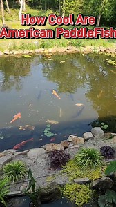 86K views · 1K reactions | PaddleFish are so cool #fish #pond #aquarium #paddlefish #reels | Ohio Fish Rescue | Facebook