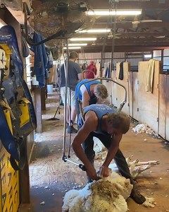 The shearing shed is a busy place and every one has a designated job. The top shearer is in #1 position and generally gets the better sheep, roustabouts collect the fleeces and throw them onto the wool table where the scrappy and dirty ends are removed, the wool classer decides the quality of the fleece, it is then tossed off the boards into the correct bin and in these photos picked up by the visiting Elders wool rep, pressed, labelled and the bale is out the door. Each bale holds approximately