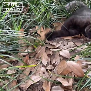 195K views · 6.7K reactions | Evil prank on the cat. | Soul Divine | Facebook