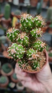 3.1K views · 262 reactions | Cereus repandus f. monstrous  #bikolanahardinera | Bikolanahardinera | Facebook