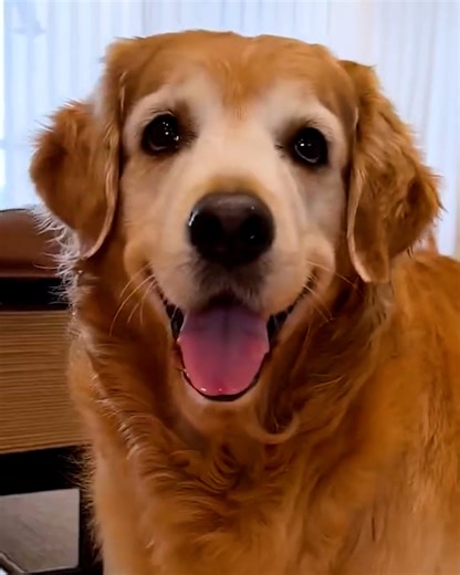 The most loyal dog out there! 😍 | Lilyon DIY