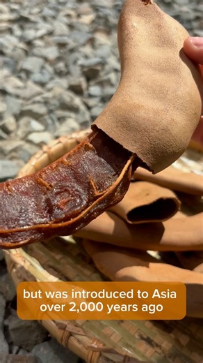 3.9K views · 12 reactions | Have you tried Fresh Tamarind? This sweet tropical fruit is now available at #specialtyproduce ! #tamarindfruit #tamarind #everyfruithasastory #rarefruits #tropicalfruit | Specialty Produce | Facebook