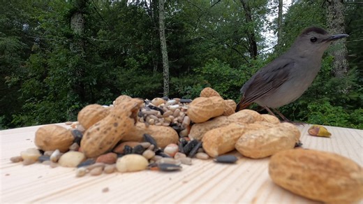 Gray Catbirds | Critter Cam