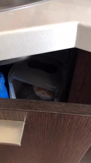 Sultan & Leia on TikTok