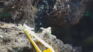 Did you know? Frog care requires a steady hand..... We target feed each of our Milk frogs with locusts to make sure everyone is getting a fair share and a full tummy. | The Deep | Facebook