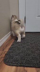 Lunas girl in the office. # husky #bamahuskies #siberianhusky #puppy | Bamahuskies