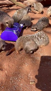10K views · 410 reactions | Happy Easter from our mob of Meerkats who have enjoyed their enrichment today!!  | WILD Zoological Park | Facebook