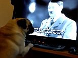 Man teaches pug to respond to 'gas the Jews' and 'Sieg Heil'