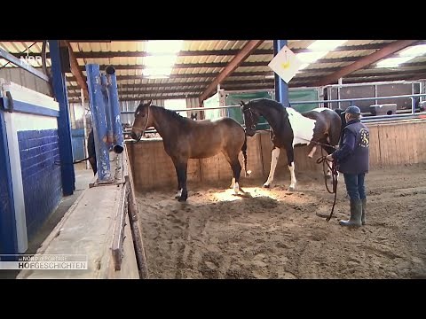 Josie with the stallion (NDR Farm Stories)