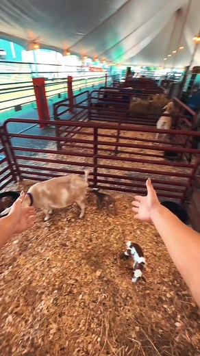Come see these new babies at the Birthing Barn! 🐐 The Wedding Barn and Event Venue at Likazoo | Wilson County Fair - TN State Fair
