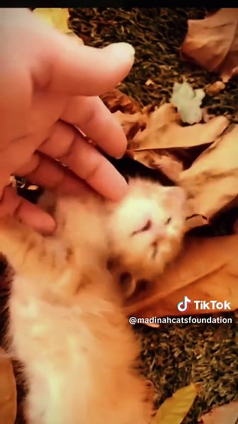 Madinah Cats Foundation on TikTok