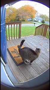 Hilarious! | Connor Pugs