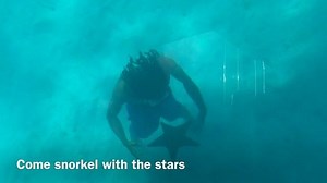 Just about 10ft deep you can have a mind blowing experience. Starfish valley experience will be a Wow to you. For bookings hit link in bio 󾁇󾍛🏽󾁇#bvi #virginislands #caribbean #starfishvalley #glassbottomboat | Gumption's Experience BVI