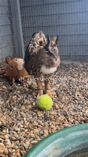 Codey on Instagram: "Looks how fast I can run mum!! I ran so fast you could hardly see me, then of course I snuck up for some loves #Running #owlrun #cuddle #athlete"