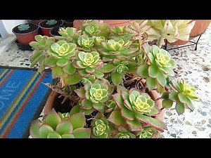 how to rework aeonium kiwi