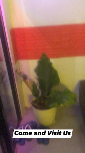 33K views · 108 reactions | come and visit us ka massage❤️ #fyp #adsonreels #massage99 | Massage 99 Body Massage Spa | Facebook