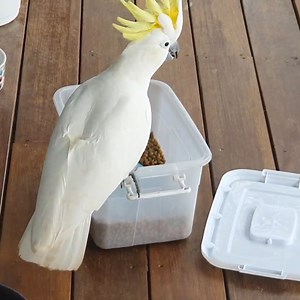 Clever cockatoo easily opens box filled with food | Simple ideas